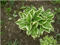 hosta